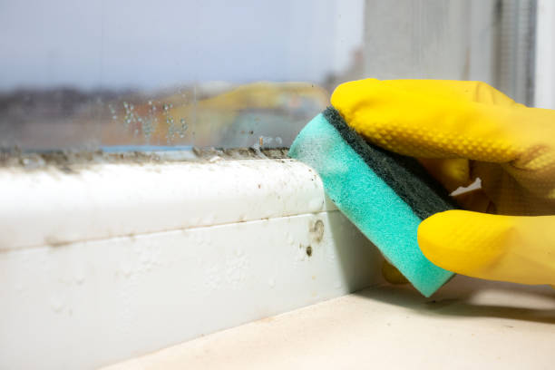 Best Residential Mold Removal  in Gambrills, MD
