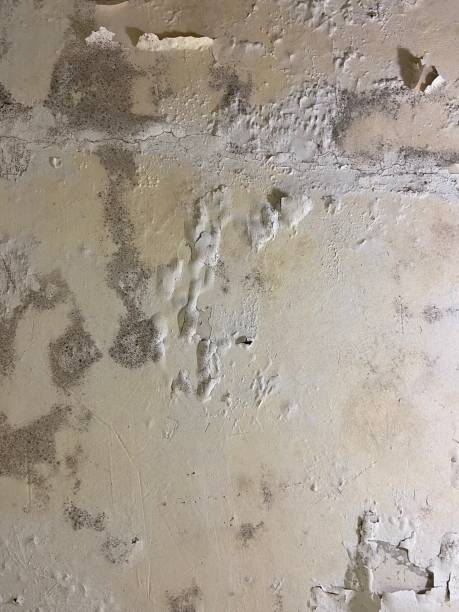 Best Local Mold Removal Service  in Gambrills, MD