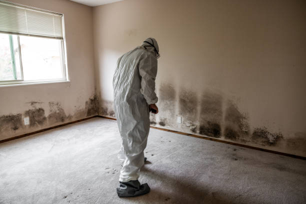 Best Certified Mold Removal  in Gambrills, MD