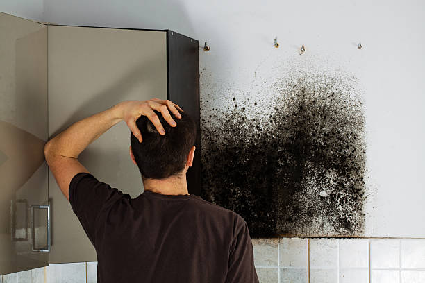 Best Office Mold Removal Services  in Gambrills, MD